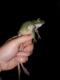 Boophis albilabris